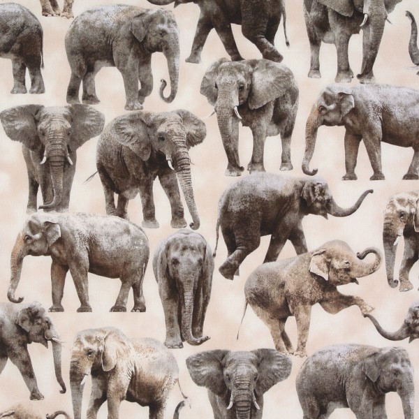 Elefanten wilde Tiere Safari