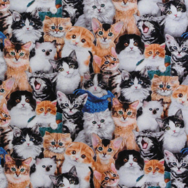 Patchworkstoff Katzen Katzenstoff Katzenkinder Cat Breeds